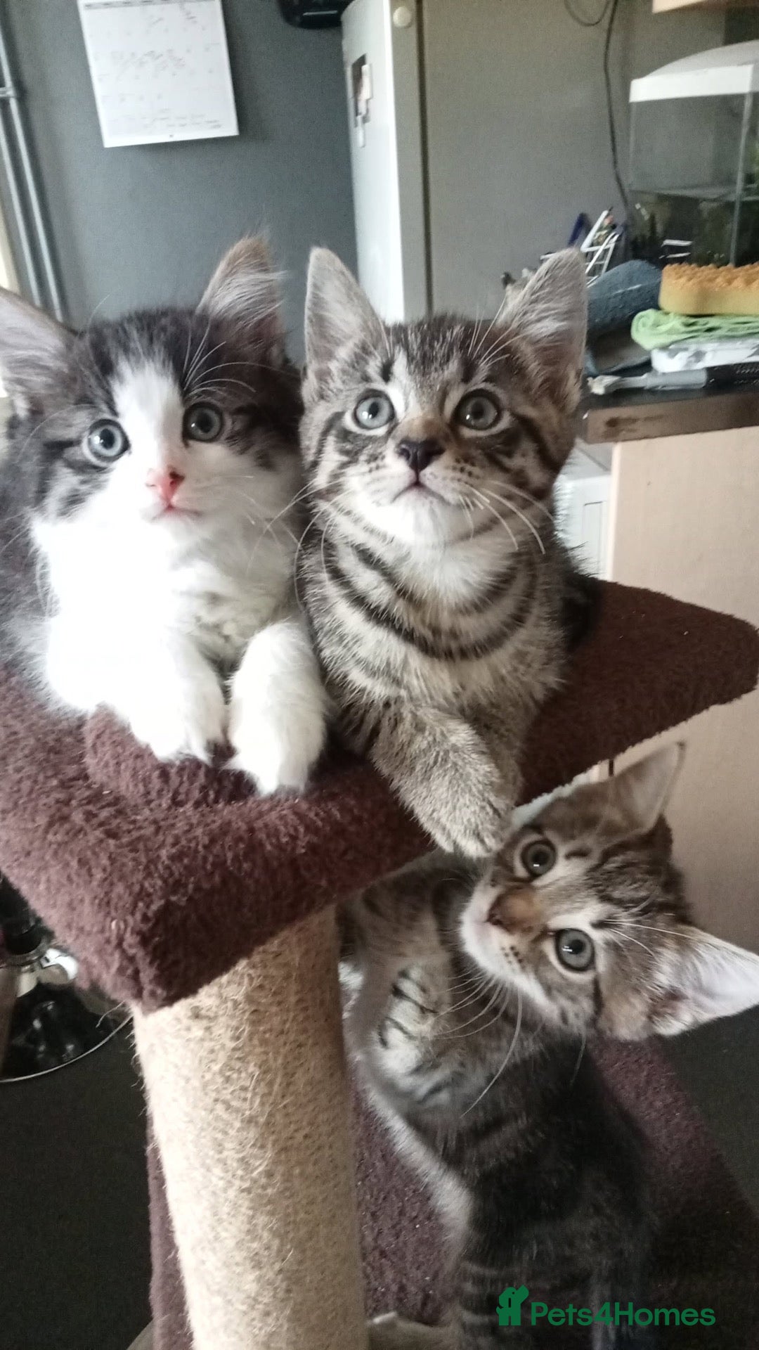 Mixed Breed cats Beautiful Male Kittens 🥰 - Advert 1