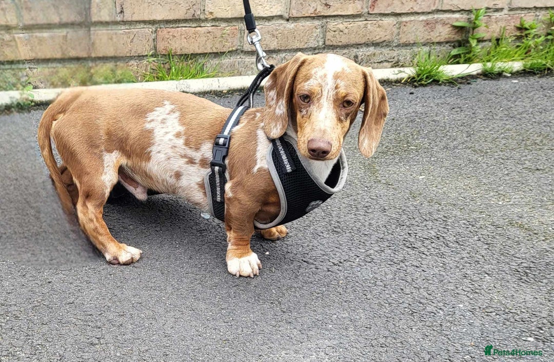 Miniature Dachshund dogs for stud: Slinky for stud.. Isabella & tan dapple in Thetford - Advert 3