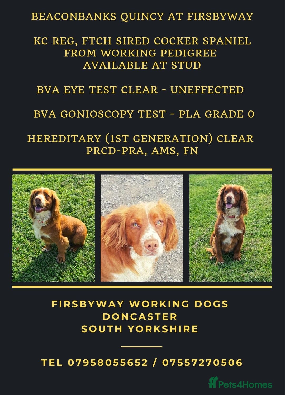 Cocker Spaniel dogs Champion working pedigree Gold/Red Cocker Spaniels - Advert 2