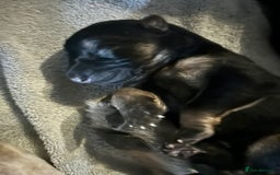 German Shepherd dogs for sale: German Shepherd puppies  - Image 4