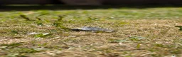 Turtle reptiles for sale: 2 Mississippi map turtles  in Bourne - Advert 5