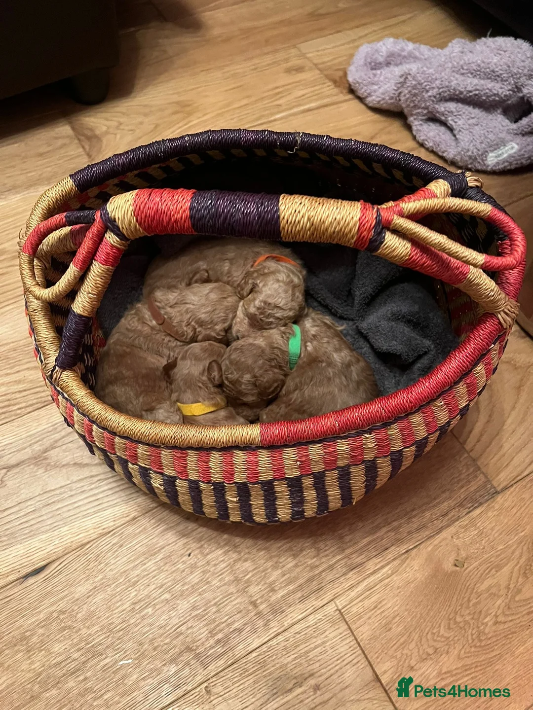 Toy Poodle dogs for sale: KC registered Toy Poodle puppies  - Advert 11