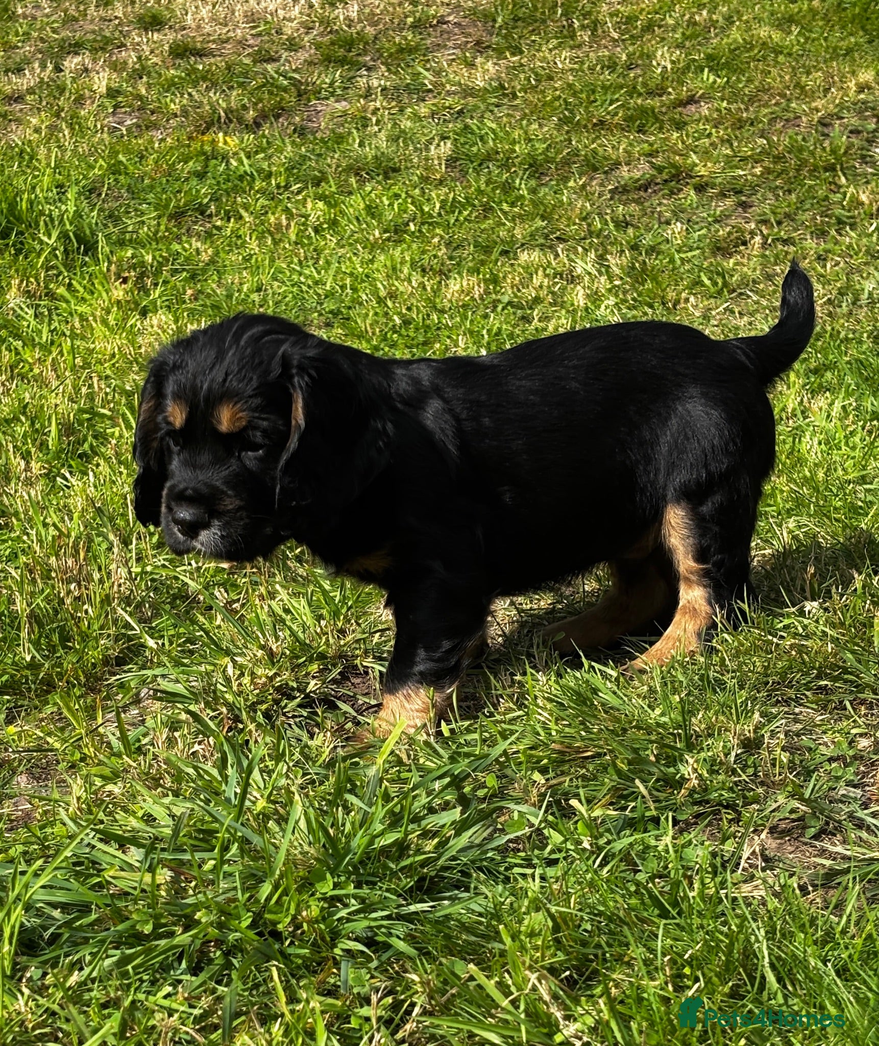 Cocker Spaniel dogs KC Registered Cocker Spaniels - Advert 2