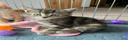 Mixed Breed cats for sale: Gorgeous kittens ready for new homes! - Advert 4