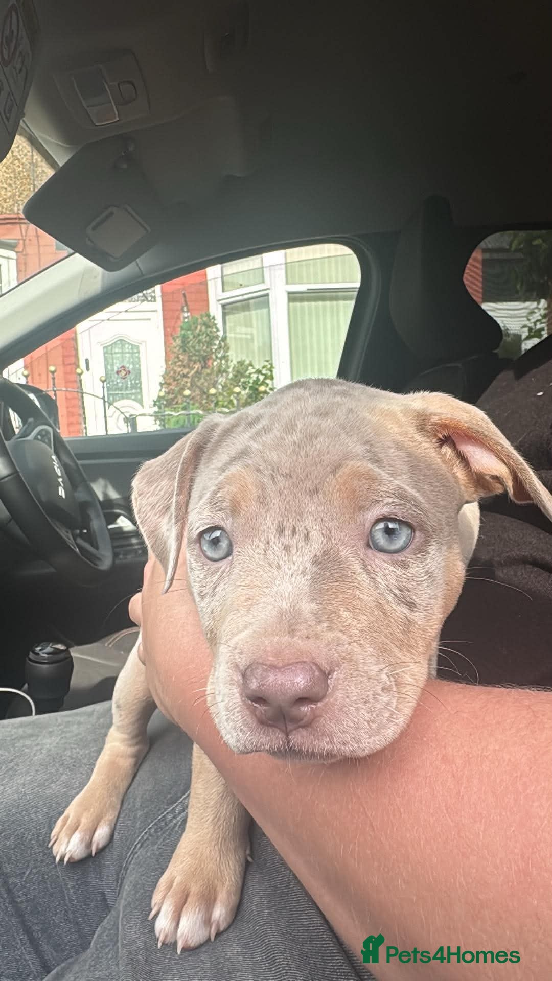 American Bully dogs for sale: American Pocket/standard bully  - Advert 1