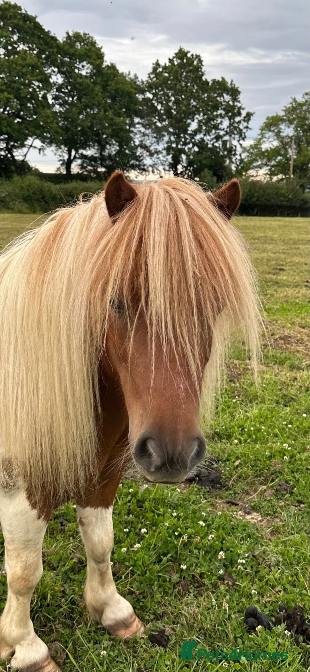 Shetland pony horses for sale: Shetland Gelding - Advert 2