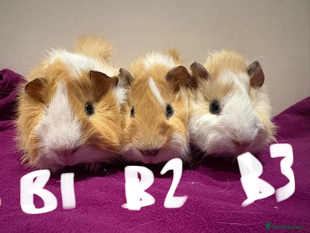 Guinea Pig rodents for sale: Pair of male guinea pigs looking forever home - Advert 2