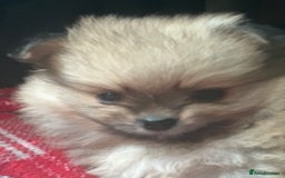 Pomeranian dogs for sale: KC Reg Pomeranian Girls - Image 11