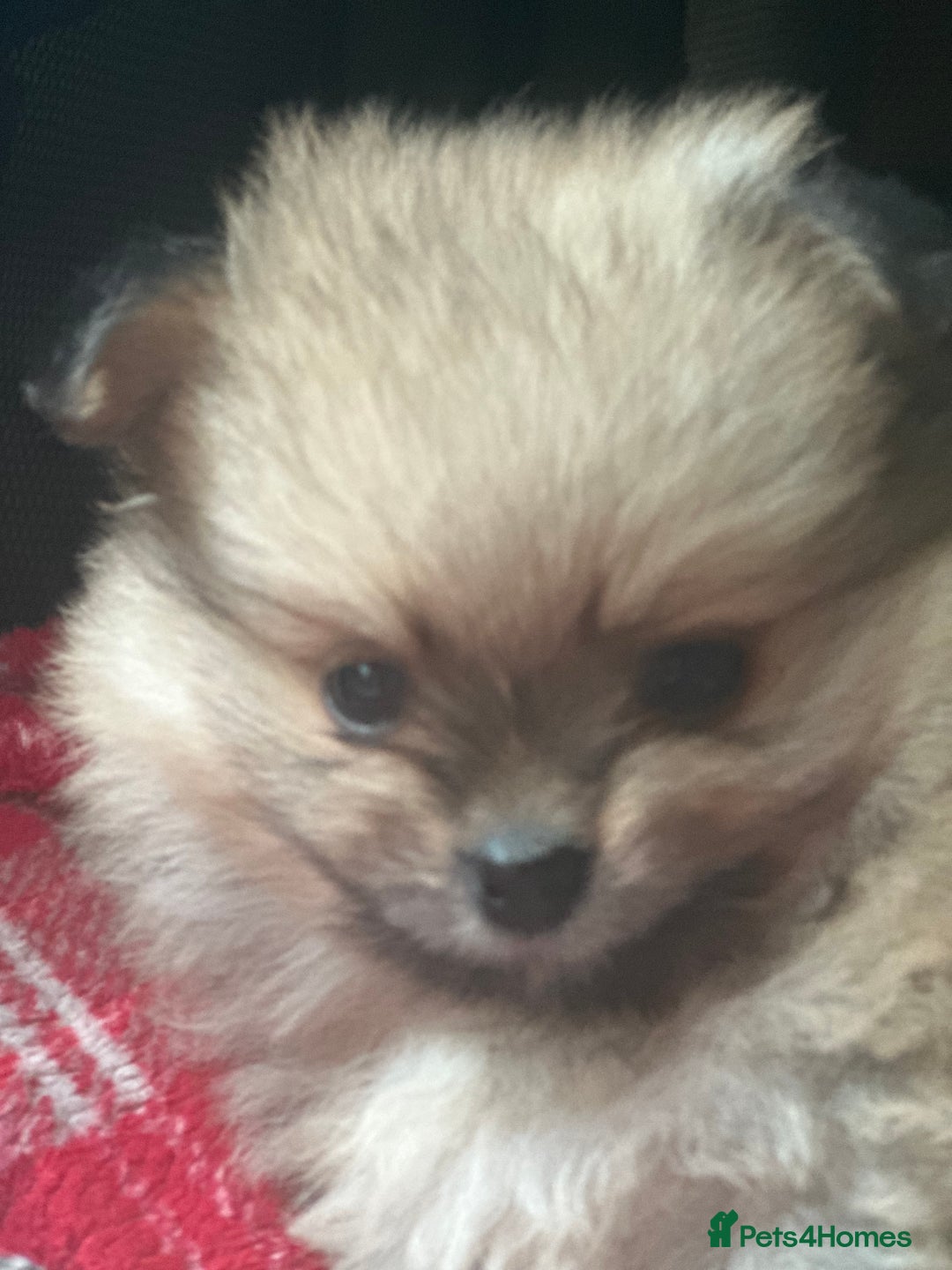 Pomeranian dogs for sale: KC Reg Pomeranian Girls - Image 11