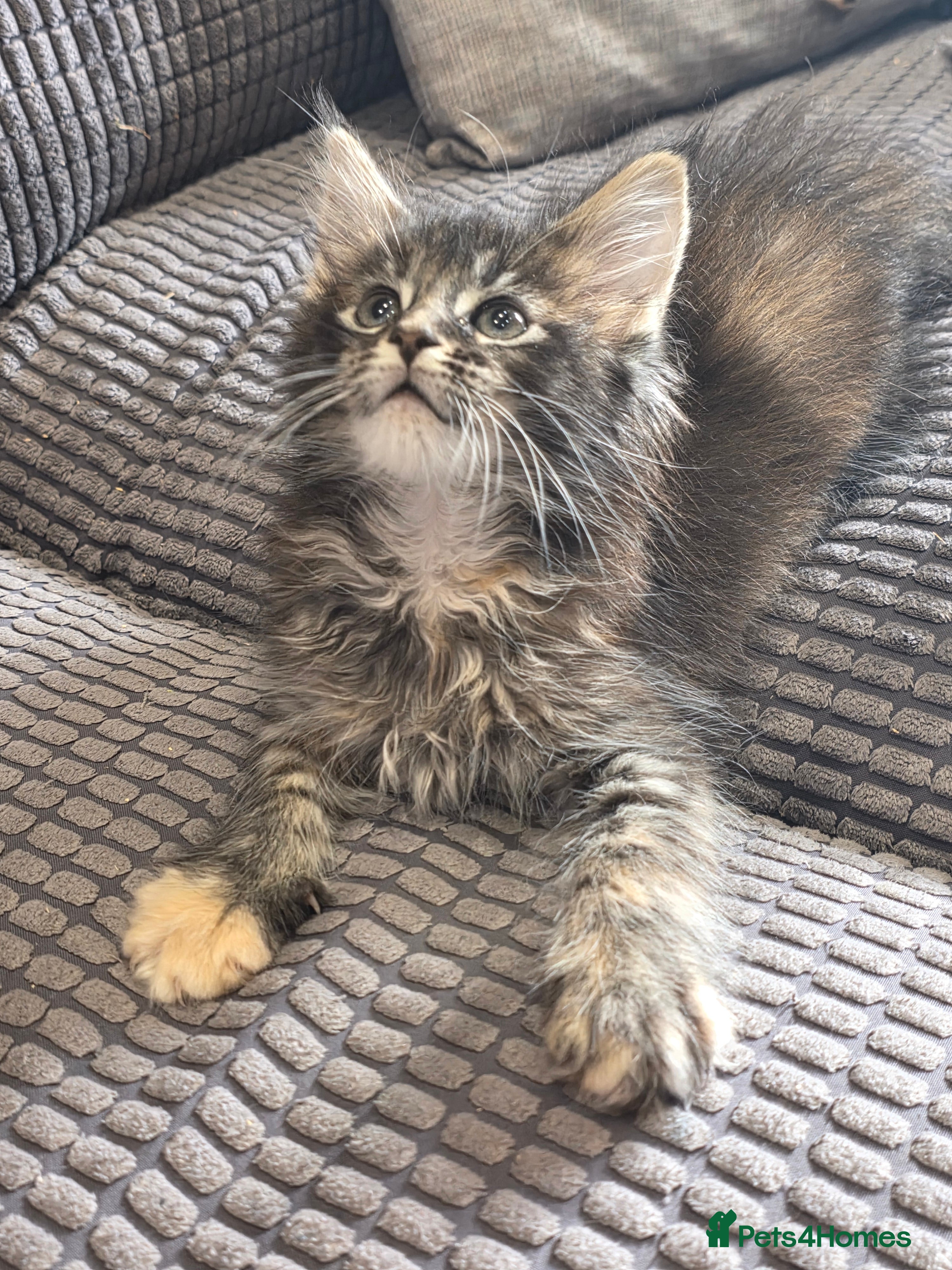Maine Coon cats Beautiful Maine Coon kittens Ready Now - Advert 15