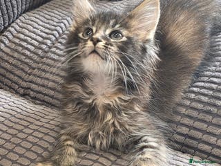 Maine Coon cats Beautiful Maine Coon kittens Ready Now - Advert 15