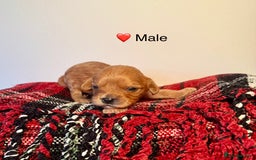 Cavapoochon dogs for sale: ✨Ruby & Blenheim Cavapoochons ❤️🐾 - Image 8