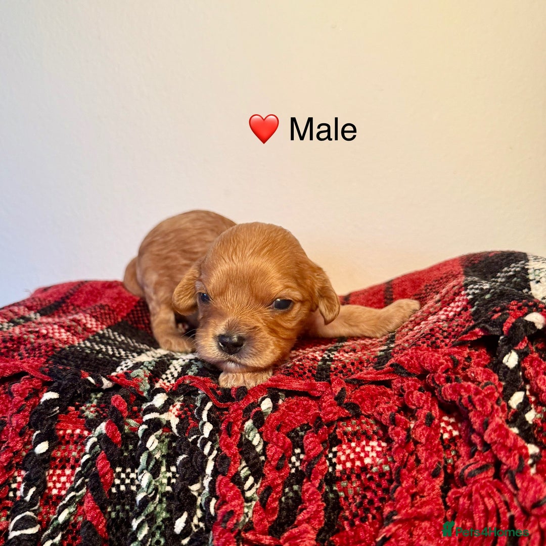 Cavapoochon dogs for sale: ✨Ruby & Blenheim Cavapoochons ❤️🐾 - Image 8