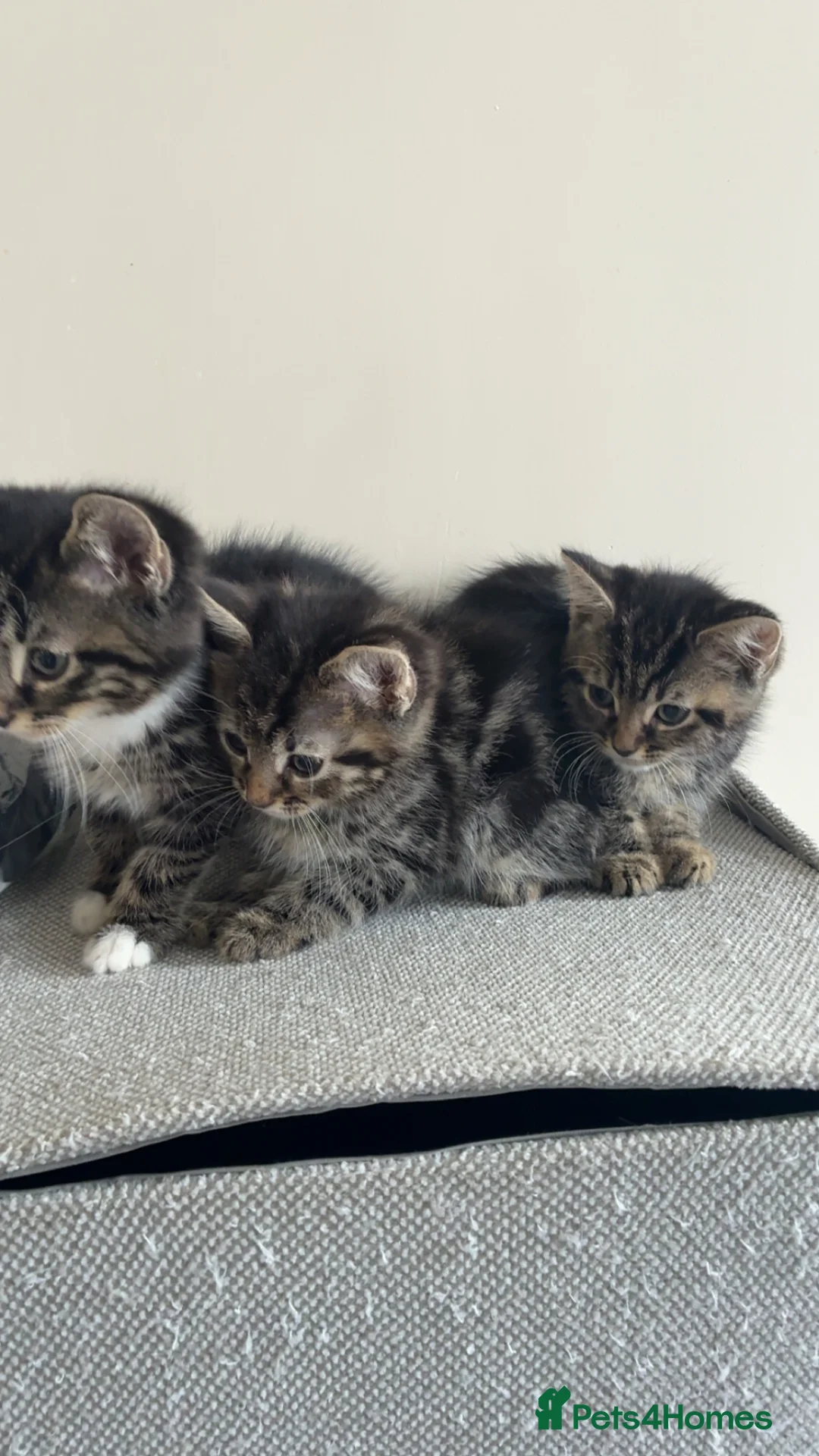 Mixed Breed cats for sale: Mixed Norwegian Forest kittens - Advert 2