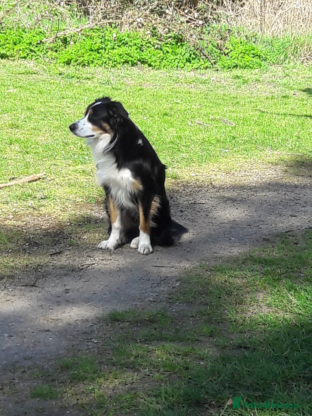 Border Collie dogs for stud: Boris/ 2.5 years old/ KC/ISDS member/Tricolor. - Image 1