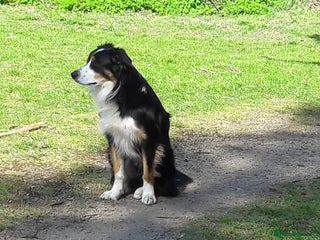 Border Collie dogs - Advert 2