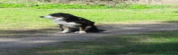 Border Collie dogs for stud: Boris/ 2.5 years old/ KC/ISDS member/Tricolor. - Advert 1