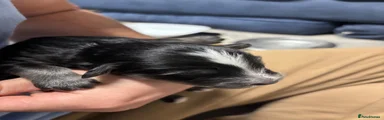 2.