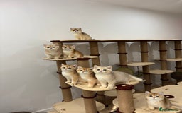 British Shorthair cats for sale: British Shorthair Golden kittens    - Image 9