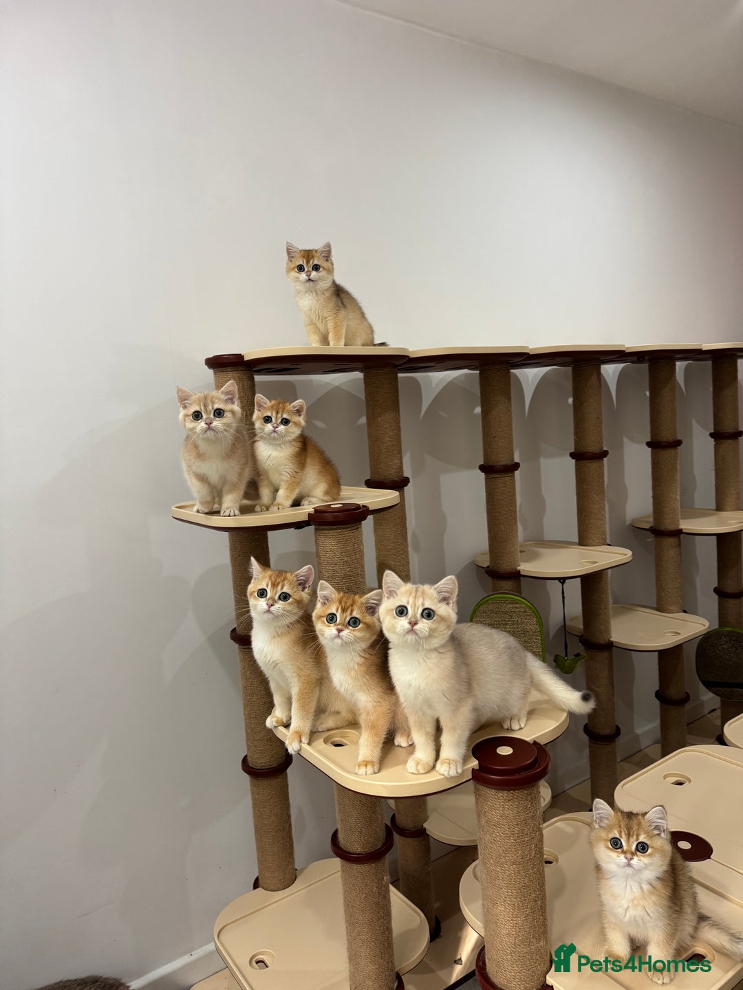 British Shorthair cats for sale: British Shorthair Golden kittens    - Image 9