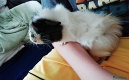 Guinea Pig rodents for sale: Female Guinea Pig for Sale - Image 3