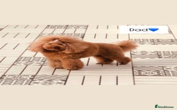 Cavapoo dogs for sale: 🐾 Red f1 Cavapoo Puppies 🐾 - Image 12