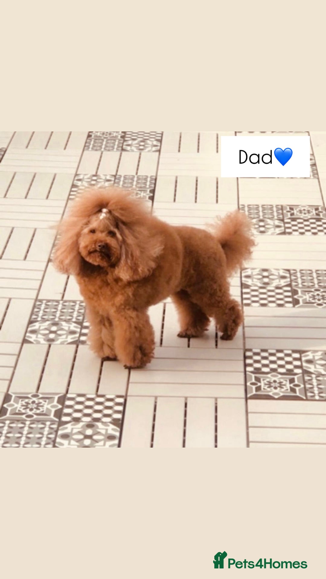 Cavapoo dogs for sale: 🐾 Red f1 Cavapoo Puppies 🐾 - Image 12