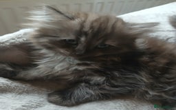 Mixed Breed cats for sale: British long hair cross Ragdoll  - Image 24
