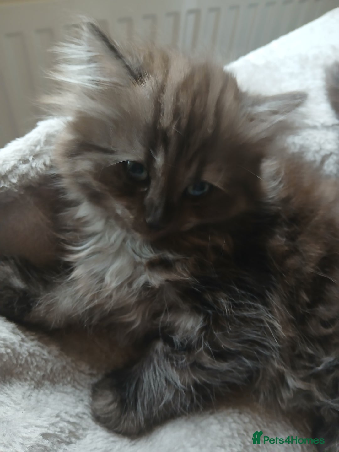 Mixed Breed cats for sale: British long hair cross Ragdoll  - Image 24