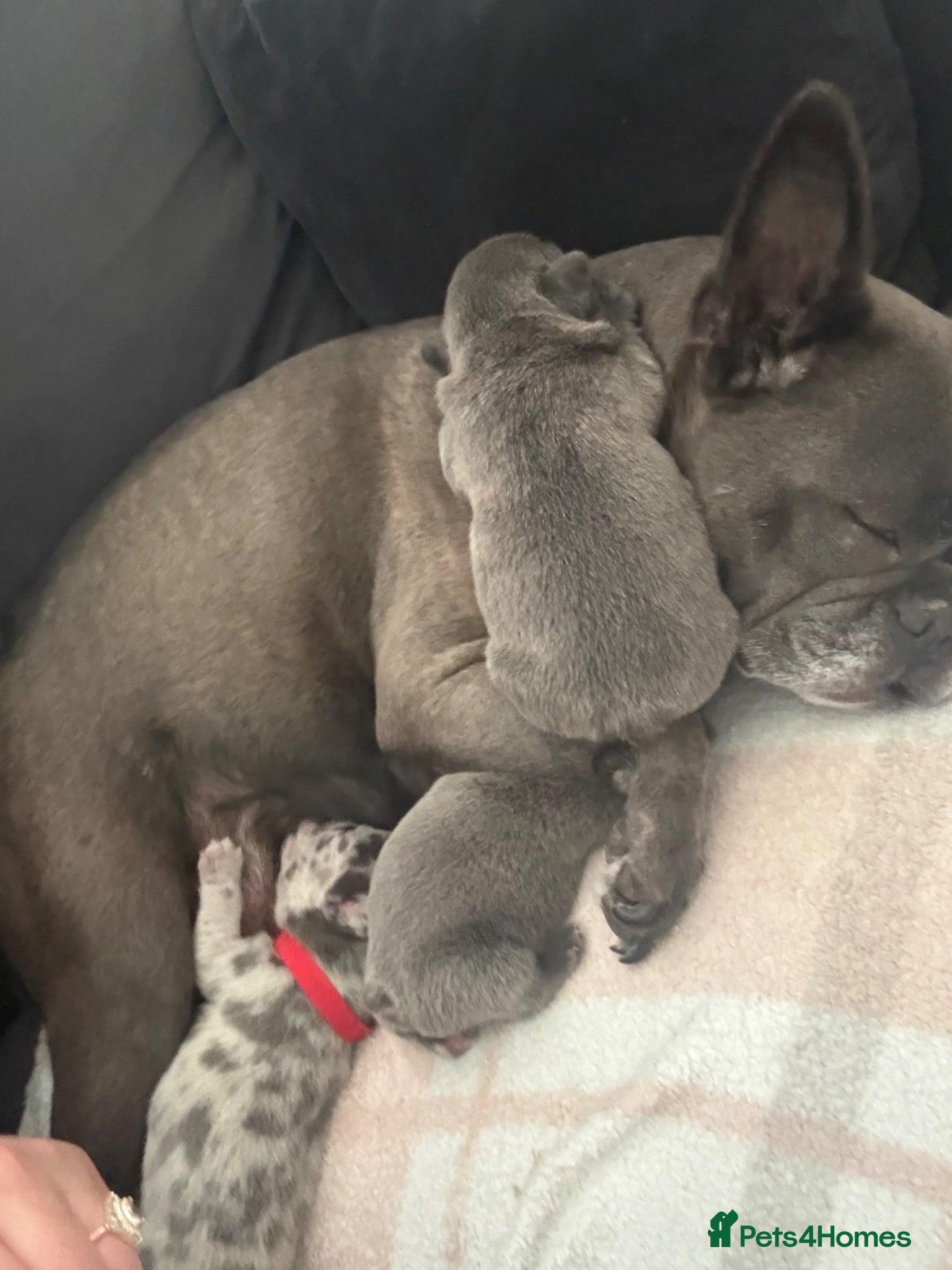 French Bulldog dogs Blue French bulldog  - Advert 1