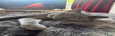 British Shorthair (Dave)