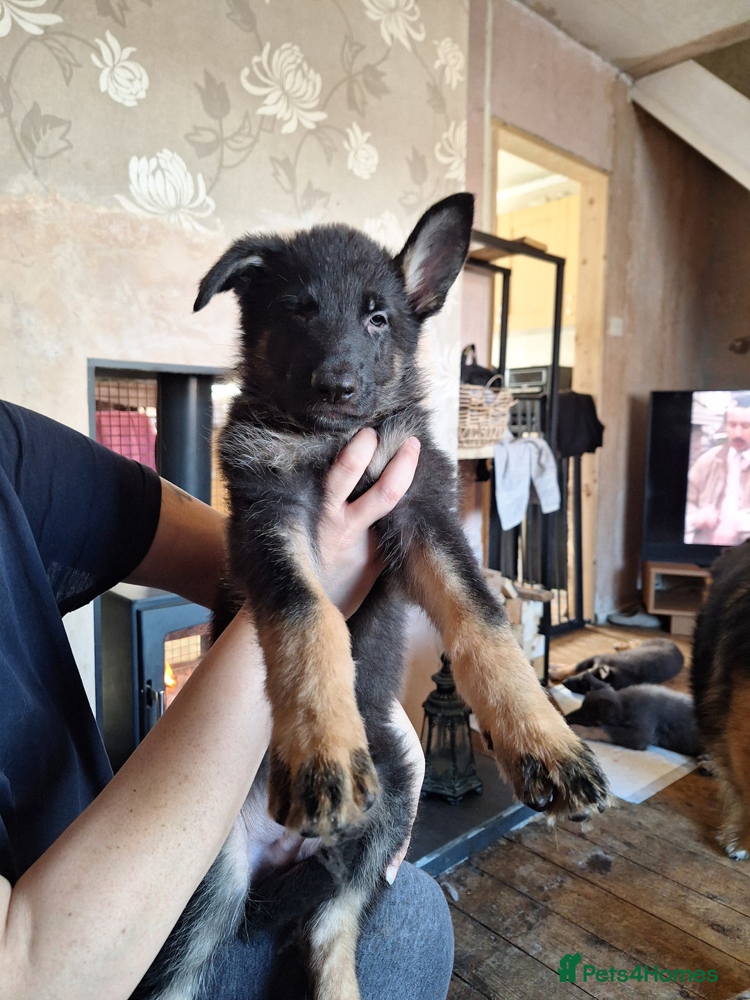 German Shepherd dogs for sale: 10 Healthy Beautiful German shepherds - Image 12