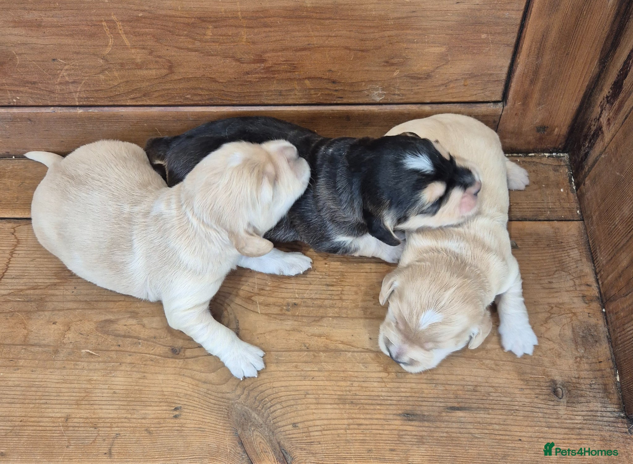 Mixed Breed dogs Dakota Sport Retrievers - Advert 2