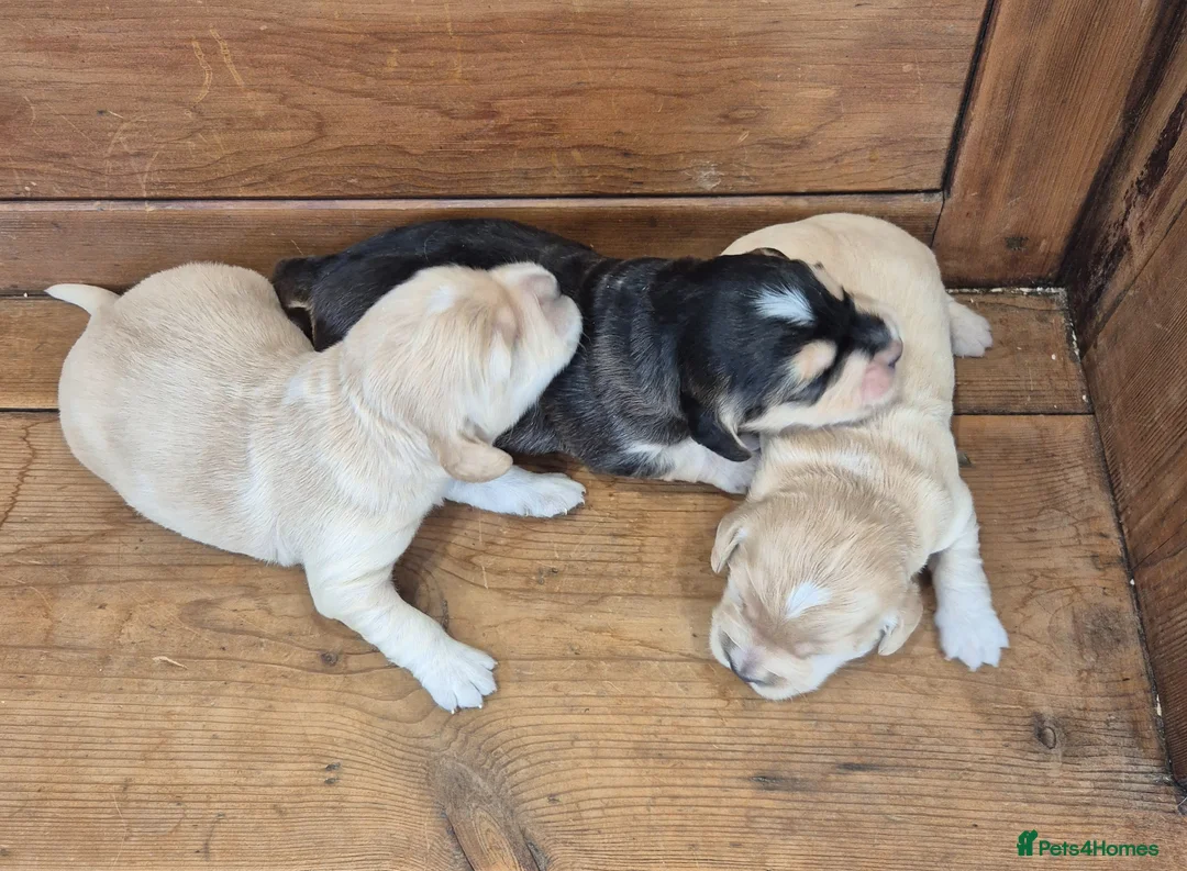 Mixed Breed dogs for sale: Dakota Sport Retrievers - Advert 2