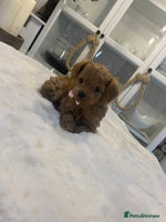 Maltipoo dogs ♦️ Luxury Tiny Asian Maltipoo • DNA Tested - Advert 1