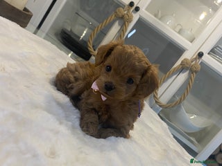 Maltipoo dogs ♦️ Luxury Tiny Asian Maltipoo • DNA Tested - Advert 5
