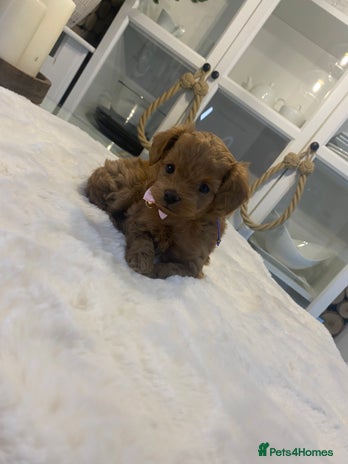 Maltipoo dogs ♦️ Luxury Tiny Asian Maltipoo • DNA Tested - Advert 6