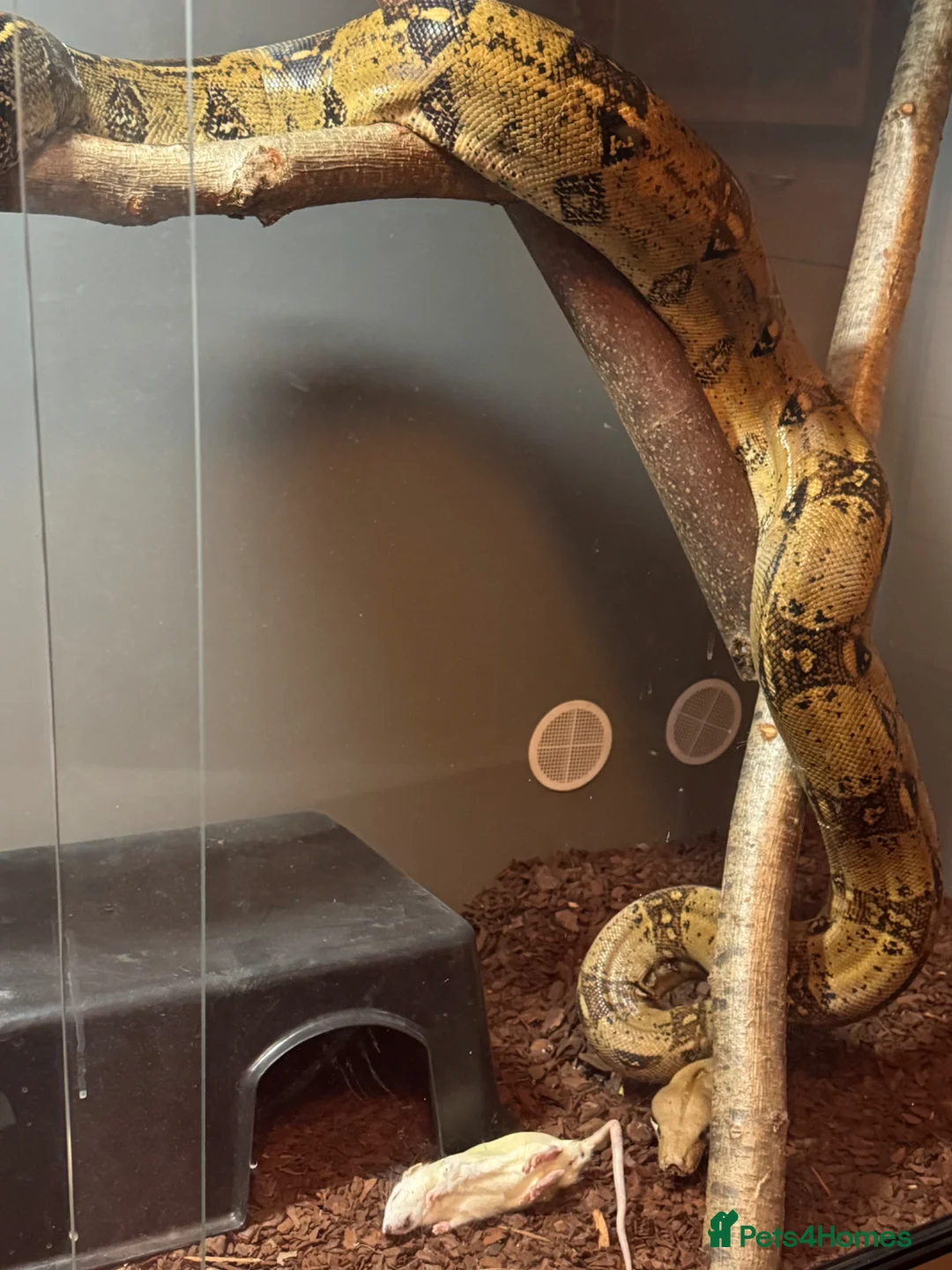 Boa Snake reptiles for sale: Male common boa - Advert 2