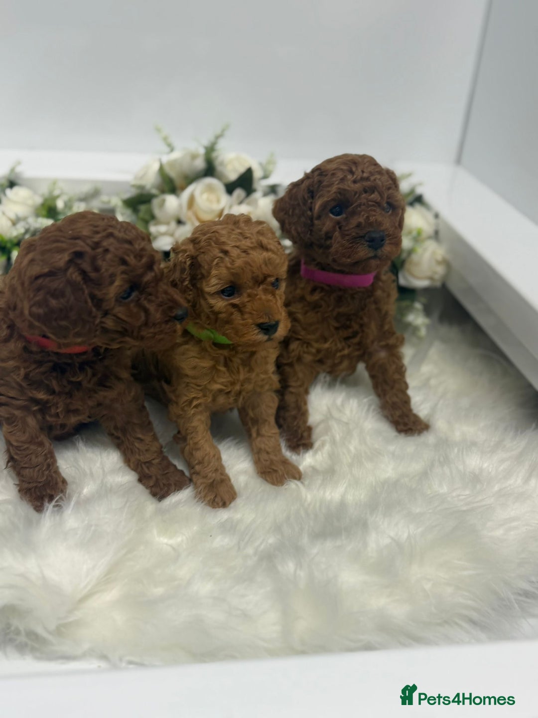 Toy Poodle dogs for sale: Tiny toy poodle puppy - Advert 6