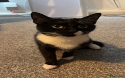 Mixed Breed cats for sale: Female 2 year old cat - Image 4