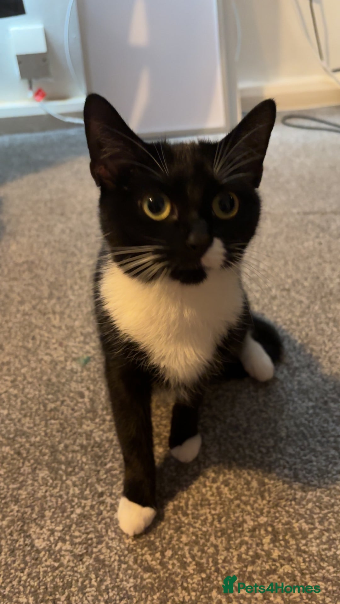 Mixed Breed cats for sale: Female 2 year old cat - Image 4