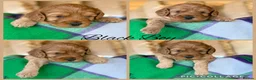 Cavapoo dogs for sale: Extensively Health Tested Cavapoo Puppies🏆 - Advert 4