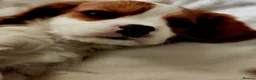 Cavalier King Charles Spaniel dogs for sale: Beautiful Blenheim Cavalier King Charles Spaniels! - Advert 3
