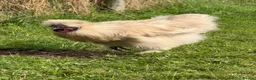 Chickens poultry for sale: CHICKENS FOR SALE – POINT OF LAY HENS & ROOSTERS in Ilfracombe - Advert 22