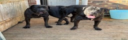 Cane Corso dogs for stud: Italian Bloodline Cane Corso male open for Stud - Advert 3