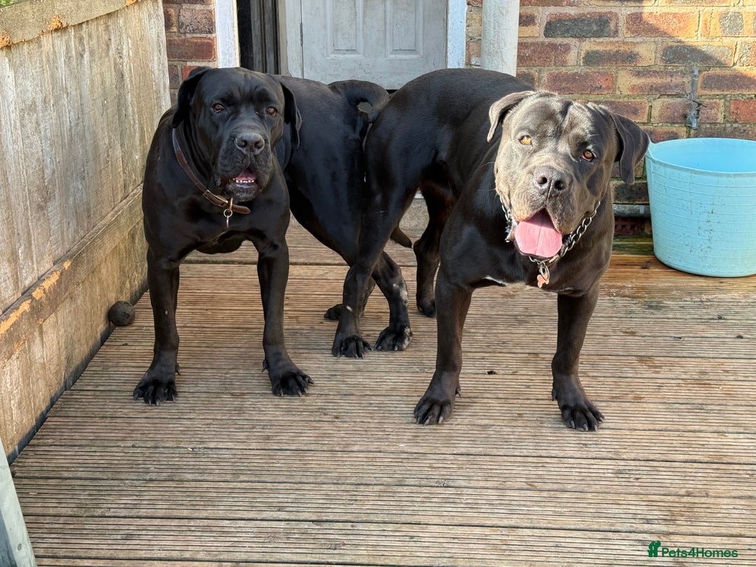 Cane Corso dogs for stud: Italian Bloodline Cane Corso male open for Stud - Advert 3