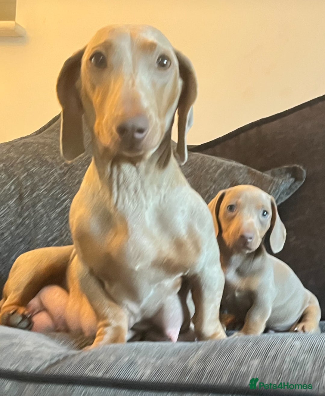 Dachshund dogs for sale: Beautiful Isabella pups exceptional quality  - Image 6