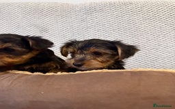 Yorkshire Terrier dogs for sale: Stunning Yorkshire Terrier puppies for sale  - Image 9