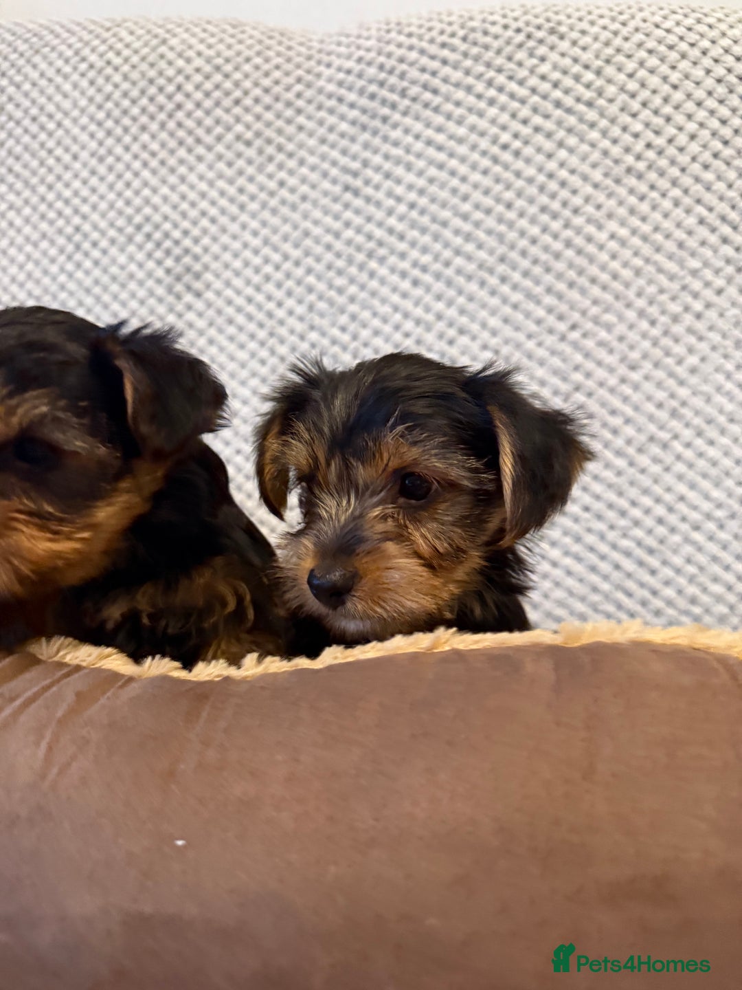Yorkshire Terrier dogs for sale: Stunning Yorkshire Terrier puppies for sale  - Image 9