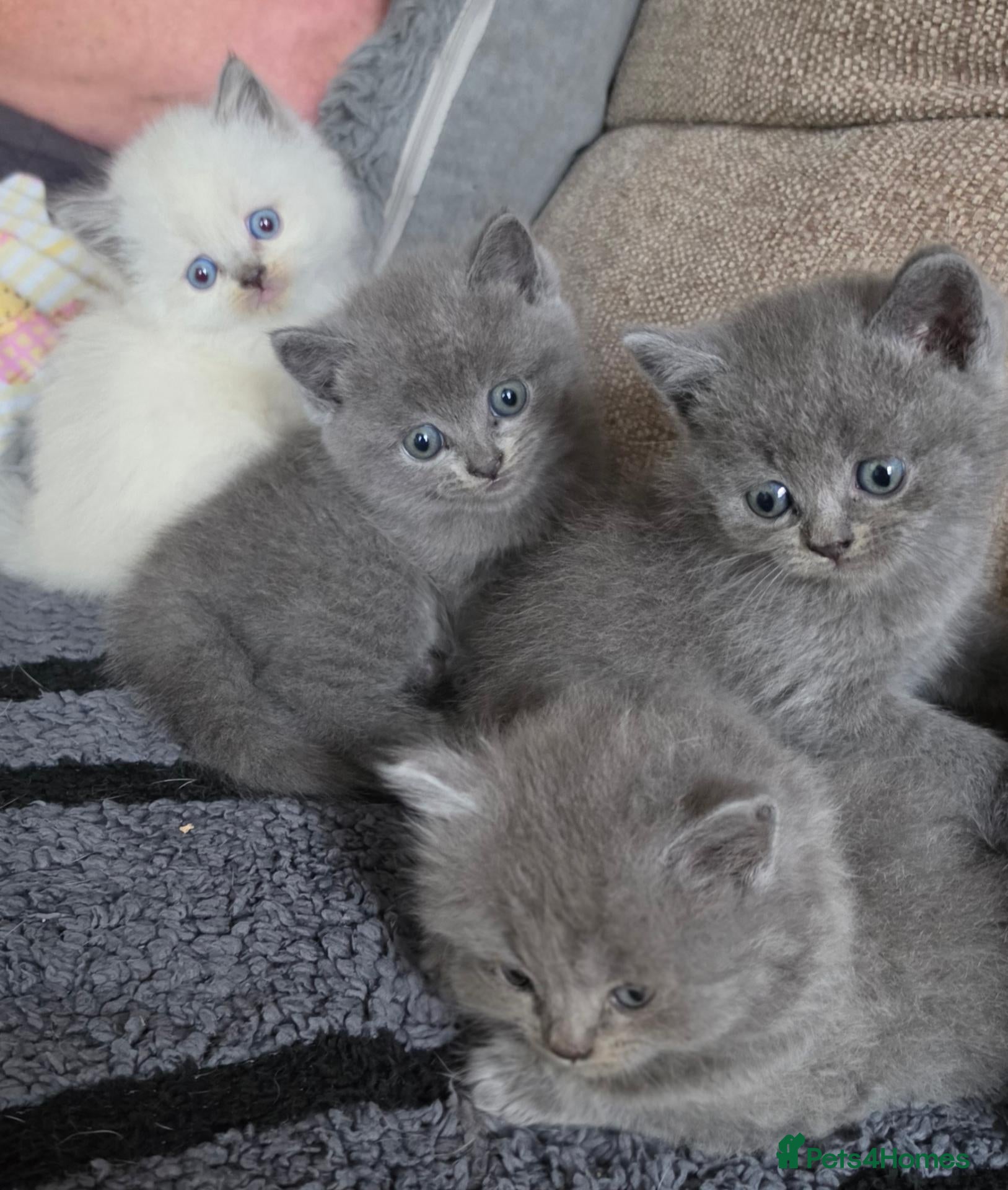 British Shorthair cats Beautiful Confident and Loving Kittens. - Advert 2